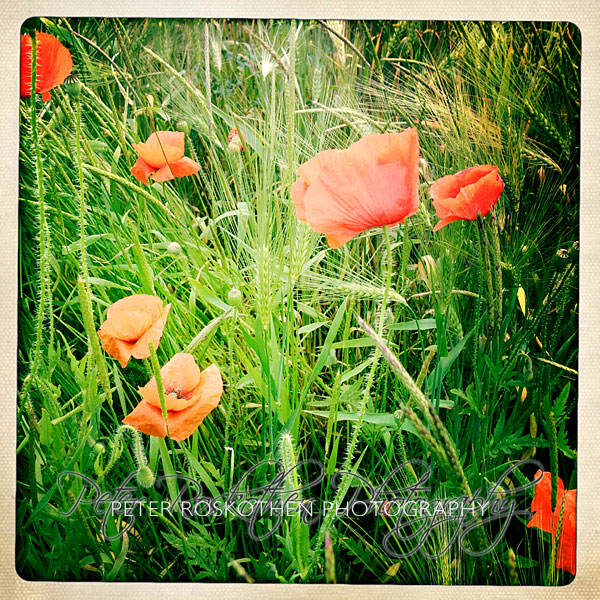 iPhone Fotokunst iPhone Fotokunst Fotograf Peter Roskothen Mohnblumen Mohnfeld