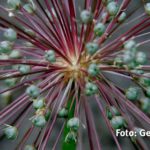 X3D2000 - Fotoworkshop Naturfotografie Makrofotografie