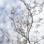 Baumblüte, Frühling, Fotograf Peter Roskothen