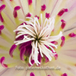 Stempel der Clematis, Retroadapter mit Weitwinkel und Fokus Stacking