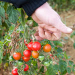 20130909 5113 - Die leckersten Tomaten - Fotoreportage
