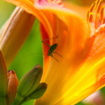20140621 IMG 5968 - Fotoworkshop Makrofotografie im Botanischen Garten Krefeld