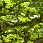 Baum - Fotoworkshop Makrofotografie im Botanischen Garten Krefeld