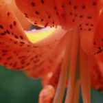Freya kuenstlerischesFoto 800 72 - Fotoworkshop Makrofotografie im Botanischen Garten Krefeld