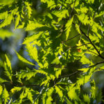IMG 7497 - Fotoworkshop Makrofotografie im Botanischen Garten Krefeld