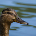 IMG 7525 - Fotoworkshop Makrofotografie im Botanischen Garten Krefeld
