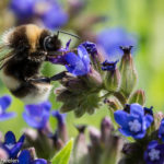 MACRO 11 - Fotoworkshop Makrofotografie im Botanischen Garten Krefeld