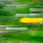 MACRO 11 2 - Fotoworkshop Makrofotografie im Botanischen Garten Krefeld