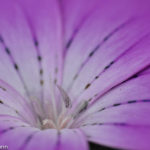 Maike1 - Fotoworkshop Makrofotografie im Botanischen Garten Krefeld