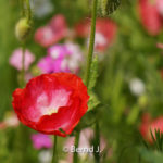 mohnbluete - Fotoworkshop Makrofotografie im Botanischen Garten Krefeld