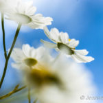 schönstes - Fotoworkshop Makrofotografie im Botanischen Garten Krefeld