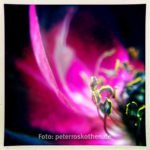 iPhone Makrofoto