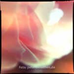 Makrofoto iPhone