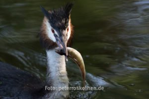 Wildlife Fotokurs - Fotokurs Wesel Moers