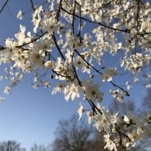 1490605755 - Frühling Blüte im Grefrather Park - Foto des Tages